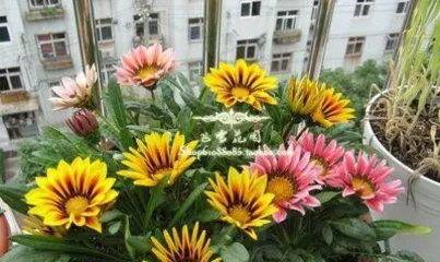 A Flourishing Sea of Flowers in the Depth of Winter – A Comprehensive Guide to Cold-Hardy Outdoor Flowers (Enjoy a Colorful Garden Even in Winter)