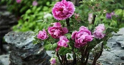 Analysis of the Growth Cycle of Peonies (From Sprouting to Blooming, Witness the Growth Journey of Peonies)