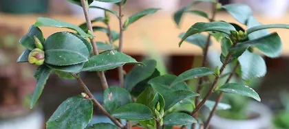 Why can't camellias be kept at home? (Understand the growth conditions and characteristics of camellias)