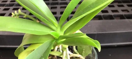Growing Orchids in Water (Simple and Easy Water Culture Techniques for Orchids)
