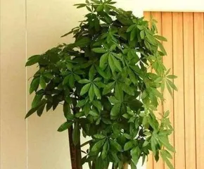 Home gardening, a new experience in life (15 plants suitable for home planting, creating a better life)