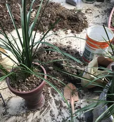 Lantern Plant Repotting and Soil Replacement Detailed Explanation (Correct Time and Methods for Healthier Orchids)