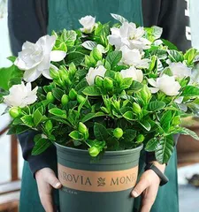Family Gardening (Gardenia Planting Guide)