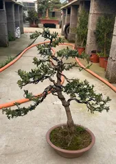 Zamioculcas Pruning Guide (Illustrations + Methods, Help You Master Pruning Techniques Easily)
