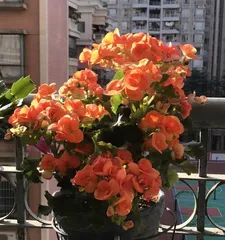 Potted Planting Techniques (Teach You the Correct Potted Planting Method to Keep Begonias Thriving)