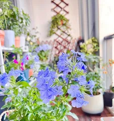 The Cultivation and Management of Blue Snowflakes (Suitable Soil, Fertilizer, Environmental Requirements, Pest and Disease Control, etc.)
