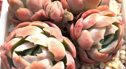 Cheese plants (How to properly care for nutritious and delicious cheese plants?)