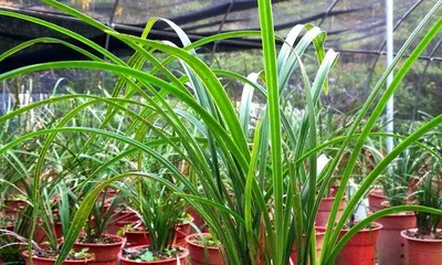 The entire process of repotting and repacking orchids (master the techniques of repotting and repacking orchids to let them grow healthily)