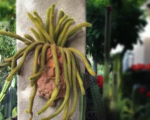 You can also grow cacti at home, easily own a green home (Creating a comfortable and livable home starts with growing cacti)