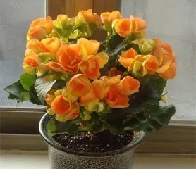 What to do with Begonias after they finish blooming (from disease and pest prevention to management techniques, teaching you how to deal with finished-blooming Begonias)