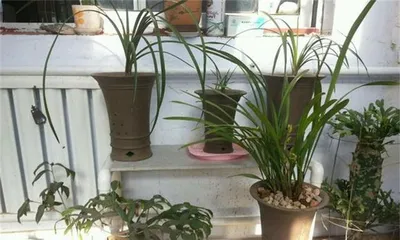 Growing orchids indoors, you need to know the safety issues (understand the toxicity of orchids, protect your and your family's health)