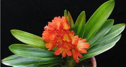 How to choose the right flowers for rice soup? (Master the rice soup watering technique to keep your flowers healthier)