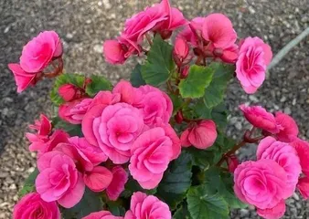 The Winter Blooming Miracle—Kaleidoscope Begonia (Exploring the Mystery of Kaleidoscope Begonia's Winter Blooming)