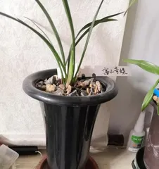 How to Choose a Beautiful Orchid Pot (Creating Unique Orchid Pots: A Full Guide from Material Selection to Shaping)