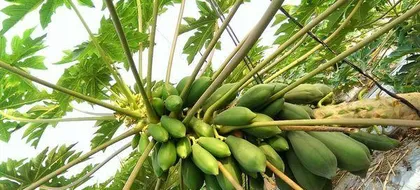 Papaya, a healthy and delicious tropical fruit (revealing papaya from appearance to nutrition)