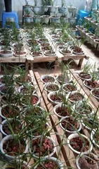 Is white orchid suitable for a large pot or a small pot? (Choose the right pot to make the white orchid grow healthier)