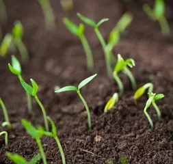 Exploring the Germination Time of Chili Seeds (Analyzing the Key Factors and Methods for Chili Seed Germination)