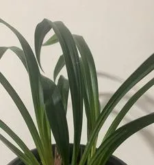 The season and flowering period of Cymbidium sinense (Exploring the mysteries of Cymbidium sinense blooming, uncovering the beautiful legends of Cymbidium sinense)