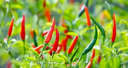 The growth environment and characteristics of chili peppers (exploring the soil and climate conditions preferred by chili peppers)