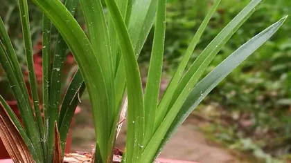 Detailed Explanation of the Time and Methods for Replanting Mo兰花（The Best Time and Specific Steps for Replanting Mo兰花, Making Your Flower Healthier）