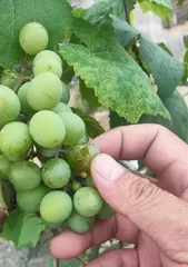 The Complete Guide to Growing Grapes at Home (Help You Successfully Grow Delicious Grapes at Home!)