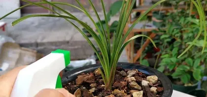 Causes and Remedial Measures for Dying Orchid Leaves (Analyzing the True Reasons Behind Orchid Leaf Wilting and Helping You Easily Solve the Problem)