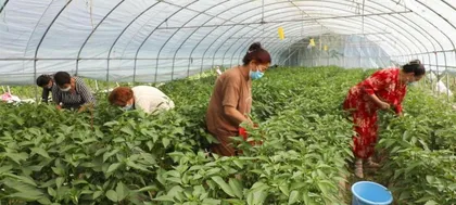 What kind of fertilizer should be used for the gorgeous and abundant chili peppers? (When planting chili peppers, fertilizer is indispensable; choosing the right fertilizer leads to a bountiful harvest.)