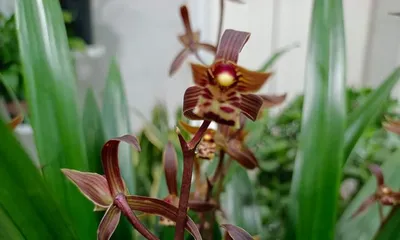 The toxicity of orchid fragrance (Understand the toxicity of orchids to protect your health)