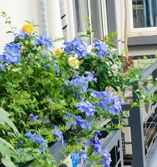 Lavender Flower Feng Shui Taboos and Family Planting Guide (Avoid Unfavorable Feng Shui, Create a Happy Family; An Overview of Lavender Flower Planting Techniques)
