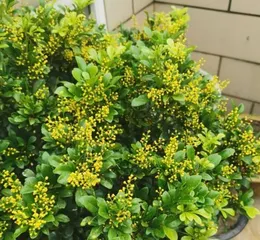 The Secret to Creating a Beautiful Garden (The Secret to Creating a Beautiful Garden)