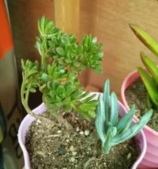 Blue Spruce Succulent Propagation Revealed! (Step-by-Step Guide to Mastering Propagation Methods)