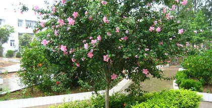 Hibiscus — a flower that loves the sun (How much do you know about hibiscus that enjoys the sun?)