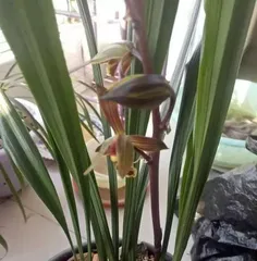 The appropriate time for potting orchids (master the right timing to ensure your orchids grow healthier)