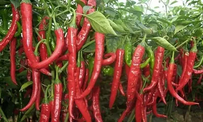 How to fertilize chili peppers most appropriately? (Master the fertilizer application techniques for chili peppers to make them grow better!)