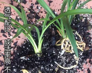 Succulent Enthusiasts Must Read! Orchid Soil Can Also Grow Succulents! (Exploring the Unique Properties of Orchid Soil and Its Advantages for Succulent Growth)