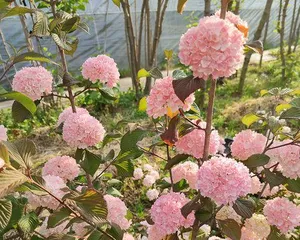 Explore the World of Woody Plants (From Root to Branch and Leaf, Master the Mysteries of Woody Plants)