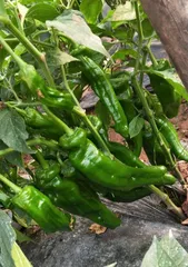 Complete Guide to Chili Planting (How many times can chili be planted in a year? How many months does it take to grow chili?)