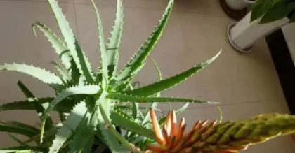 How to Grow Aloe Vera at Home (Simple and Easy Aloe Planting Techniques)