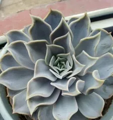 Blue Stone Lily Rooting Guide (How to Root Blue Stone Lily Faster and Better?)