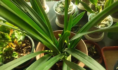 What is an orchid plant? Analyze one by one from classification to varieties (Get to know orchids, understand their characteristics and classification)
