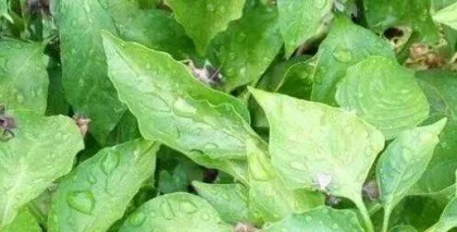 How to Effectively Prevent Pepper Leaf Worms (Master These Methods to Make Pepper Leaf Worms无处藏身)