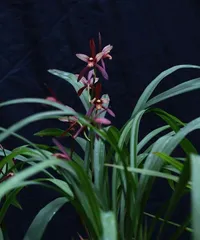What category do orchids belong to? - Exploring the mysteries of orchid plants (Classification knowledge revealed)