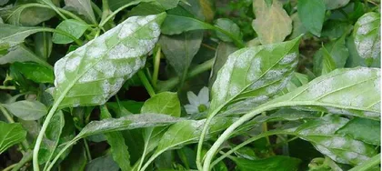 Causes and Treatment Methods for Yellowing Chili Leaves (Recognize the Symptoms of Leaf Yellowing and Understand the Response Methods)