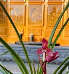 Is the orchid suitable for indoors or outdoors? (How to choose the most suitable environment for orchid growth?)