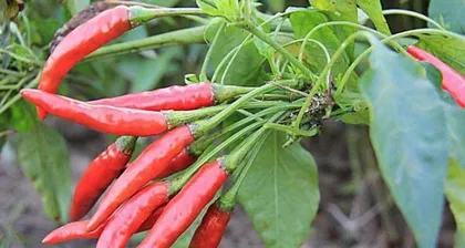 The Mystery of Chili Pepper Fruits (Exploring whether a chili pepper is a fruit, scientific analysis of chili pepper properties)