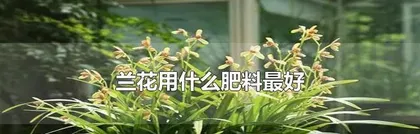 Detailed Explanation of Orchid Fertilizer (Understanding Orchid Fertilizer to Make Your Orchids More Beautiful)