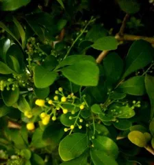 Explore the Wonderful World of Woody Flowering Plants (Analysis of Species and Flowering Seasons of Woody Flowering Plants)