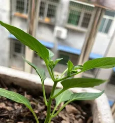 The time and method of pepper pollination (How to pollinate peppers correctly? Key points of pollination time and method!)