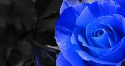 The meaning of Blue Begonia (revealing what Blue Begonia represents, interpreting the profound connotation of the meaning of flowers)