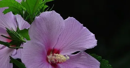 Does the hibiscus have a fragrance? (Exploring the mystery of the hibiscus's scent)